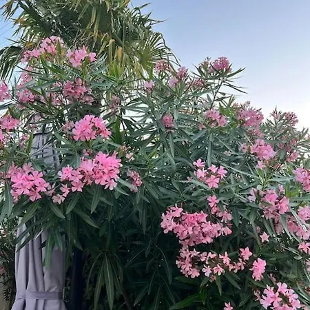 Arcachonnaise De Charme Premiere Ligne Vue