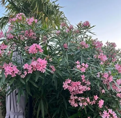 Arcachonnaise De Charme Premiere Ligne Vue